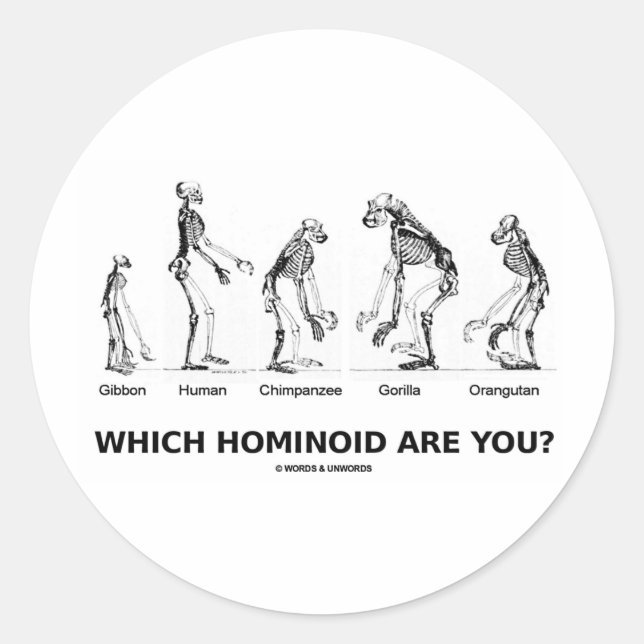 Adesivo Que Hominoide Você É? (Hominid Skeletons) (Frente)
