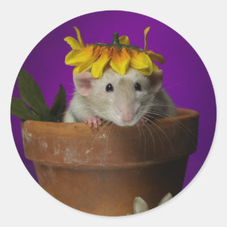 Adesivo quem esteve nas flores?