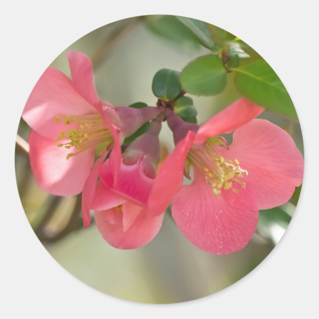 Adesivo Quince Florescendo Rosa (Frente)