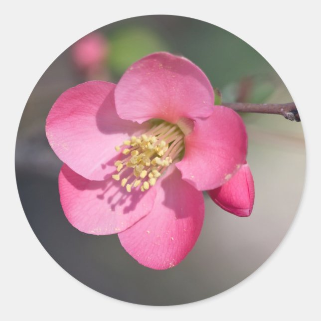 Adesivo Quince Rosa Perfeito em Flor (Frente)