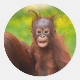 Adesivo Quirky Charm de um Bebê Orangutan