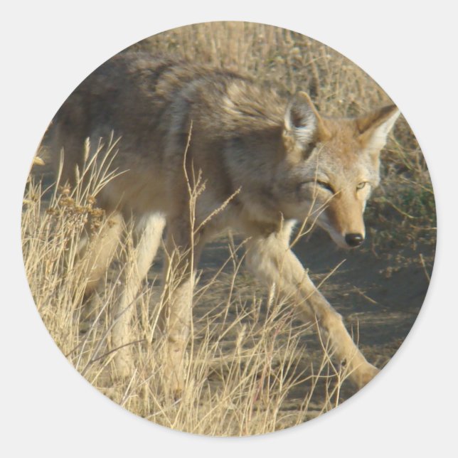 Adesivo R14 Coyote Caminhando (Frente)