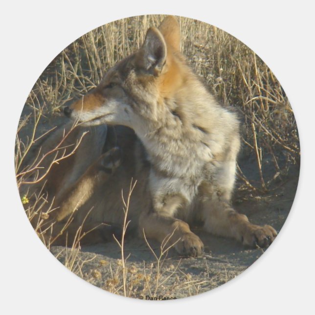 Adesivo R16 Coyote Coçando (Frente)