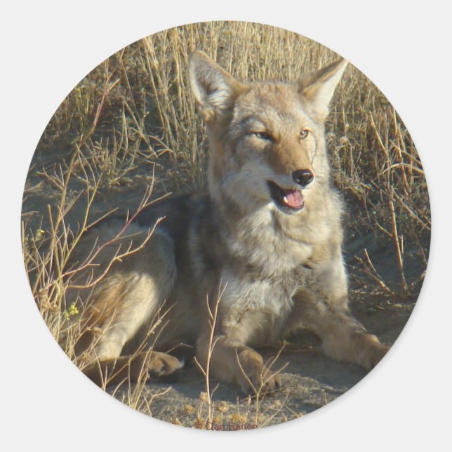 Adesivo R18 Coyote Lay (Frente)