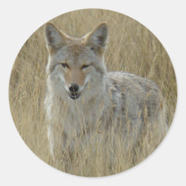 Adesivo R2 Coyote na Grama Alta