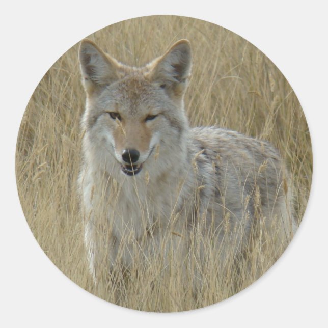 Adesivo R2 Coyote na Grama Alta (Frente)