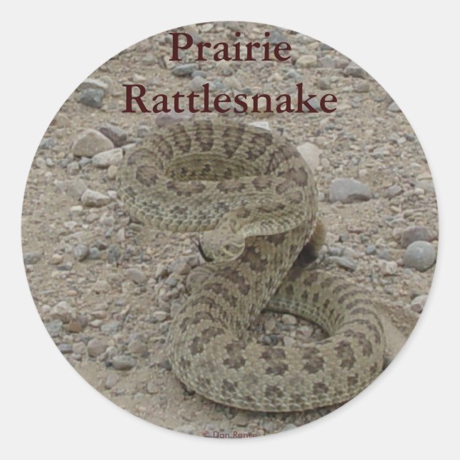 Adesivo R9 Prairie Rattlesnake Coil (Frente)