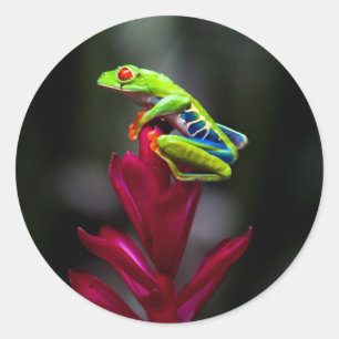 Adesivo Rã-arbórea-de-olho-vermelho