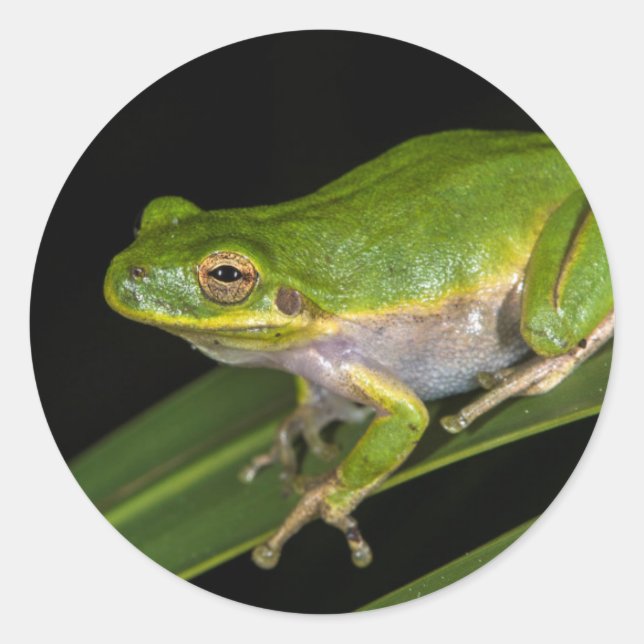 Adesivo Rã-verde (Hyla cinerea) 2 (Frente)