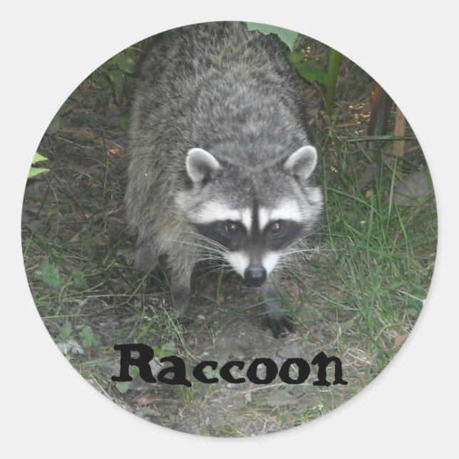 Adesivo Raccoon (Frente)