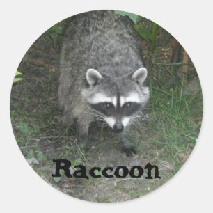Adesivo Raccoon