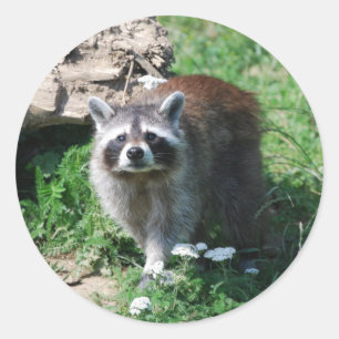 Adesivo Raccoon