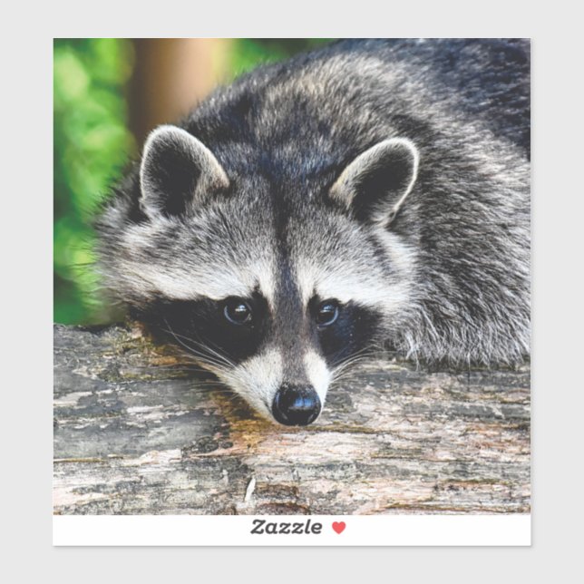 Adesivo Raccoon 003 (Folha)