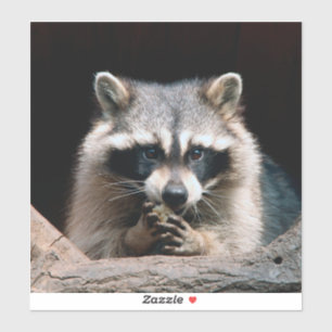 Adesivo Raccoon 004