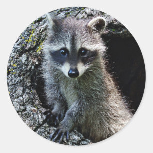 Adesivo Raccoon no Den