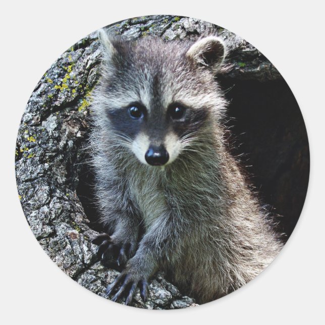 Adesivo Raccoon no Den (Frente)