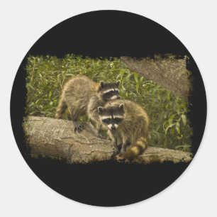 Adesivo Raccoons
