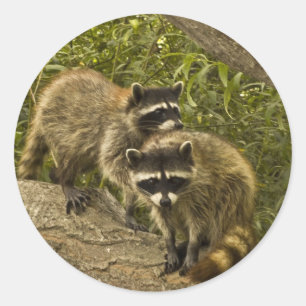 Adesivo Raccoons