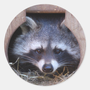 Adesivo RACOON GUAXINIM by Louis Glineur