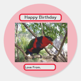 Adesivo Rainbow Feather: Bonito australiano Lorikeet,