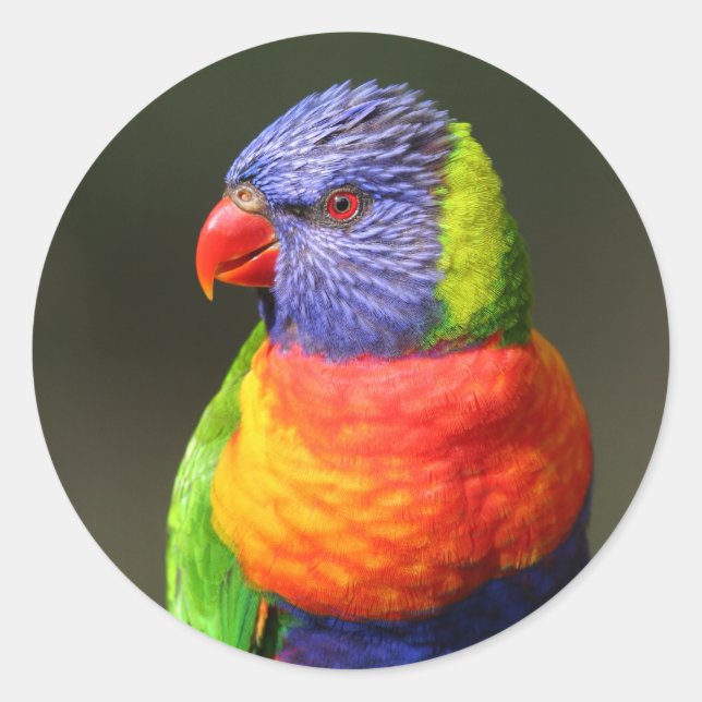 Adesivo Rainbow Lorikeet (Frente)