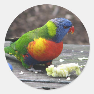 Adesivo Rainbow Lorikeet