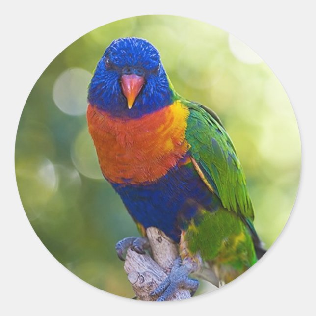 Adesivo Rainbow Lorikeet (Frente)