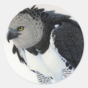 Adesivo "RainForest-Harpy Eagle"