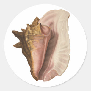 Adesivo Rainha Conch Shell Seashell, Vintage Marine Life