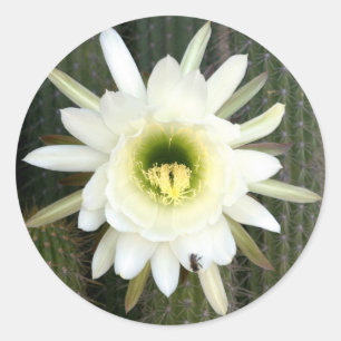 Adesivo Rainha Da Flor De Cacto Noturno, Região Do Karoo