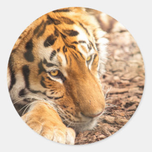 Adesivo Raio de Tigre