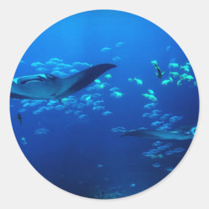 Adesivo Raios de Manta