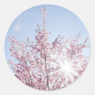 Adesivo raios solares atravessam flores cor-de-rosa de uma