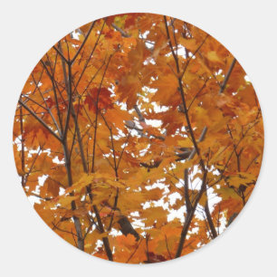 Adesivo Ramais de Folhas de Maple I Orange Autumn