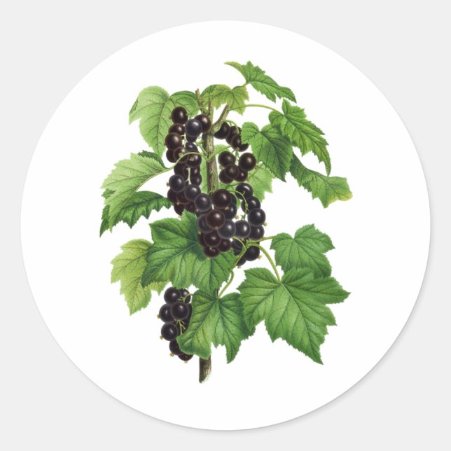 Adesivo Ramificação com Fruta de Corrente Negra (Frente)
