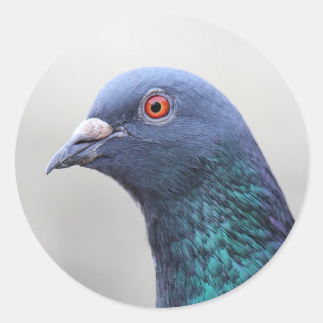 Adesivo Random Pigeon (Frente)
