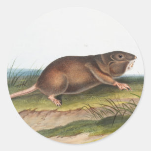 Adesivo Rato Meridional, Ilustração Shrew Mole