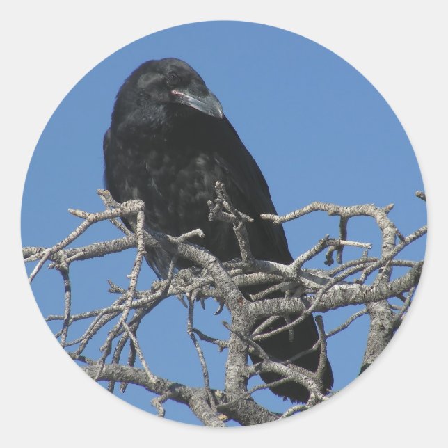 Adesivo Raven (Frente)