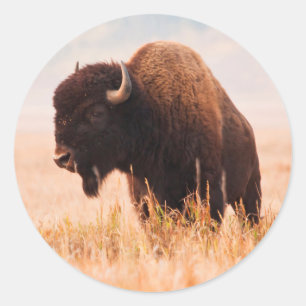 Adesivo Rebanho do bisonte americano (bisonte do bisonte)