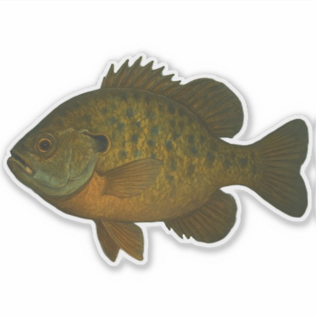 Adesivo recortado de Bluegill (Frente)