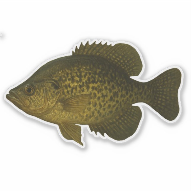 Adesivo Recortado de Crappie (Frente)