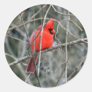 Adesivo Red Cardinal Crest