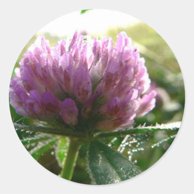 Adesivo Red Clover (Frente)