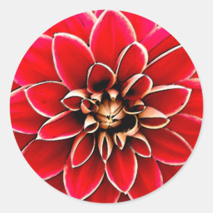 Adesivo Red Dahlia, arte digital