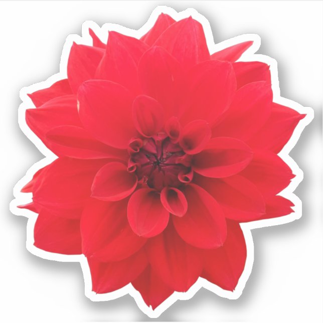 Adesivo Red Dahlia Floral (Frente)