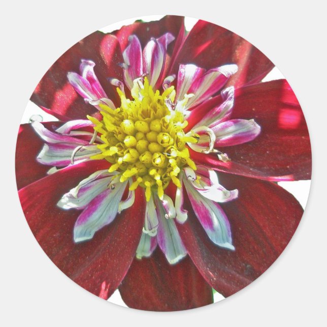 Adesivo Red Dahlia Sticker (Frente)