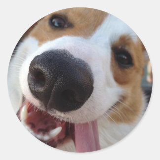 Adesivo Red e White Pembroke Welsh Corgi