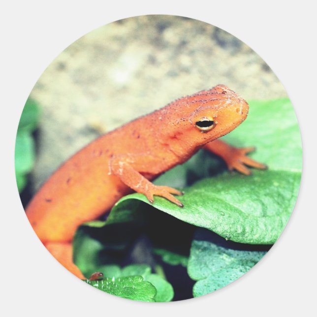 Adesivo Red Eft Salamander Nature (Frente)