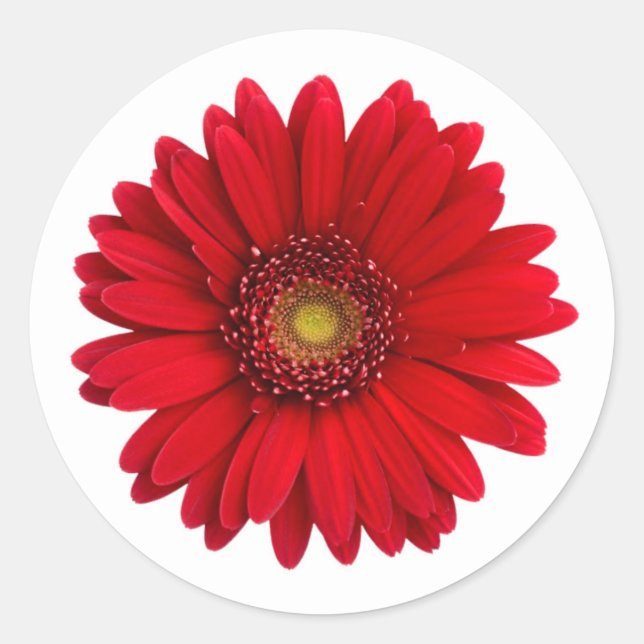 Adesivo Red Gerbera Daisy Flower (Frente)