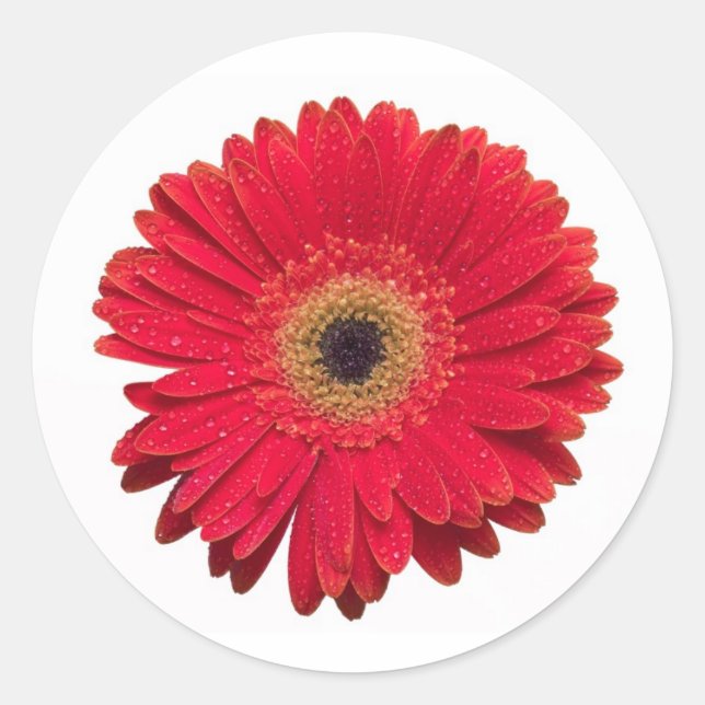 Adesivo Red Gerbera Sticker (Frente)